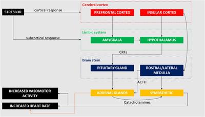 At the heart of the matter: how mental stress and negative emotions affect atrial fibrillation